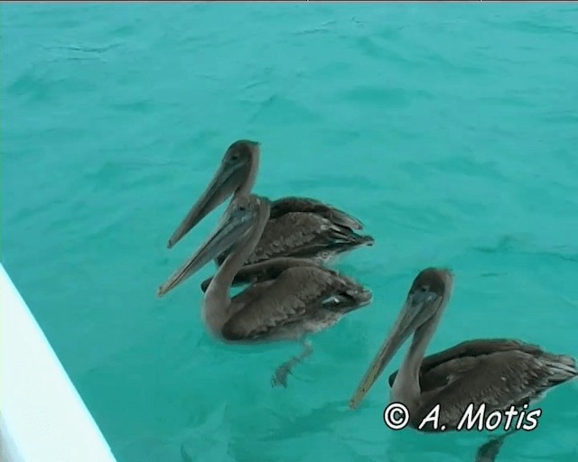 Brown Pelican (Galapagos) - ML200828051