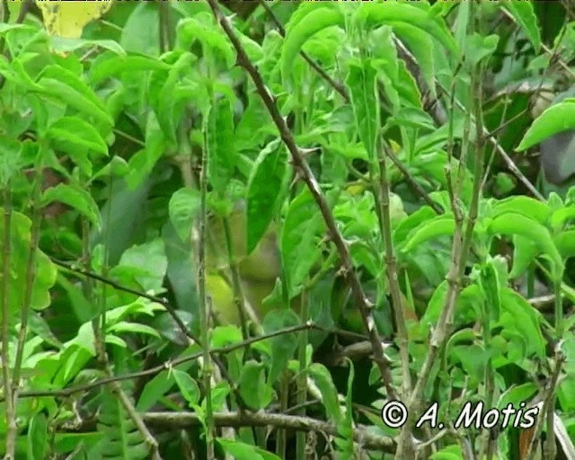 Yellow Warbler (Galapagos) - ML200828121