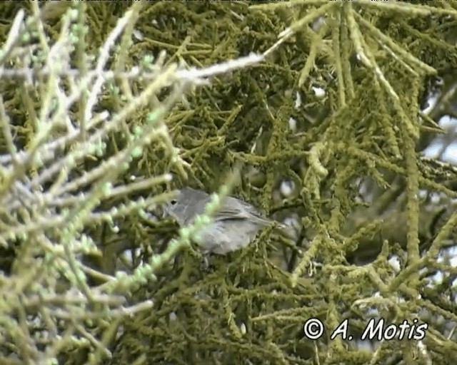 Gray Warbler-Finch - ML200828311