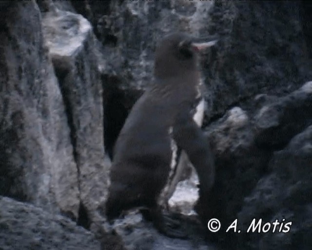 Pingüino de Galápagos - ML200828541