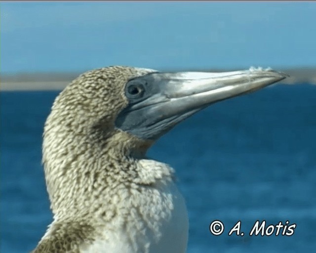 Blue-footed Booby - ML200828751