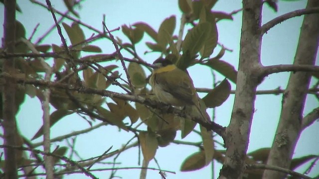 Green-backed Becard (Yellow-cheeked) - ML200829001