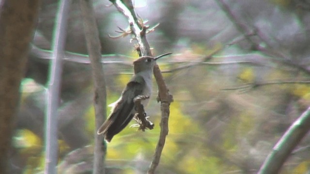 Tumbes Hummingbird - ML200829021