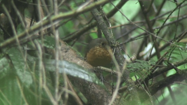 Speckle-breasted Antpitta - ML200829041