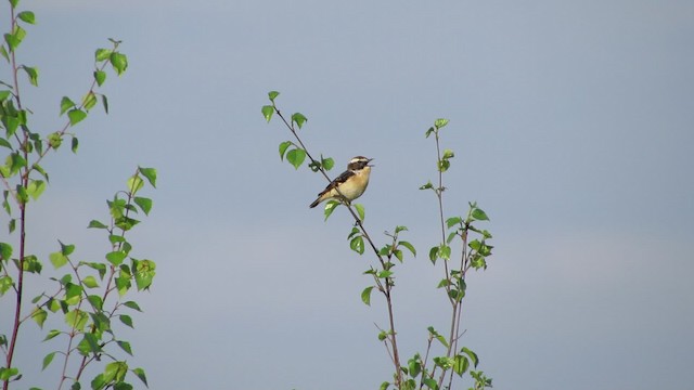 Whinchat - ML200829251