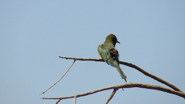 Arabian Green Bee-eater - ML200829391