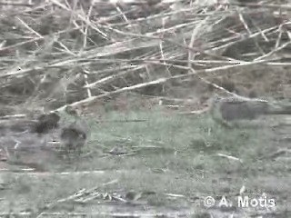 珠頸斑鳩(chinensis/tigrina) - ML200830701