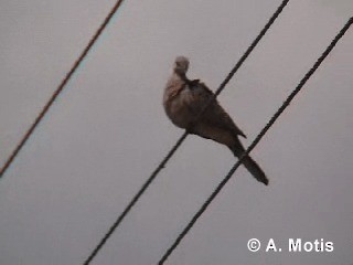 珠頸斑鳩(chinensis/tigrina) - ML200830711