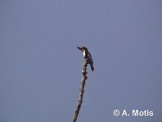 White-throated Kingfisher - ML200831101