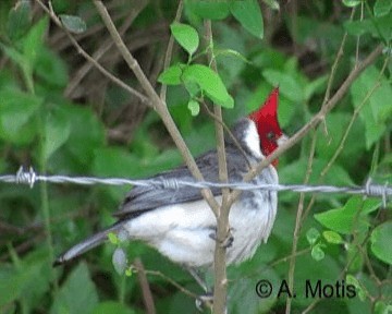 Red-crested Cardinal - ML200831261