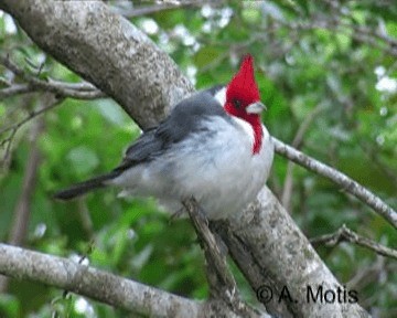 Red-crested Cardinal - ML200831271