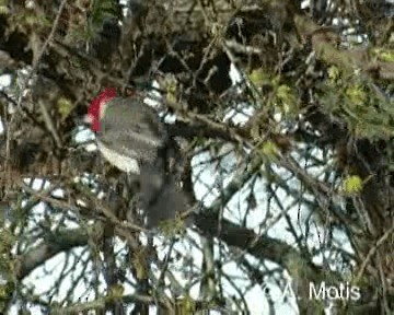 Red-crested Cardinal - ML200831281