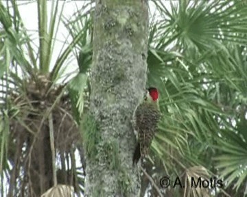 Green-barred Woodpecker (Golden-breasted) - ML200831321
