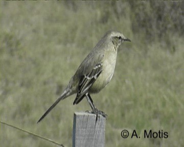 Patagonian Mockingbird - ML200831711