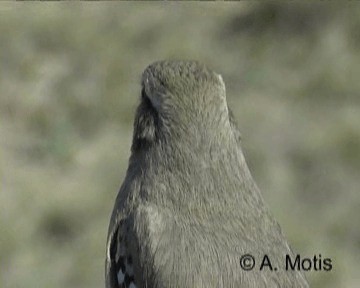Patagonian Mockingbird - ML200831721
