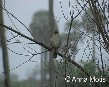 Great Pampa-Finch (Eastern) - ML200831831