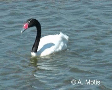 Black-necked Swan - ML200832161