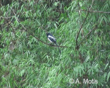 Magpie Tanager - ML200832181