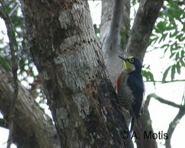 Yellow-fronted Woodpecker - ML200832211