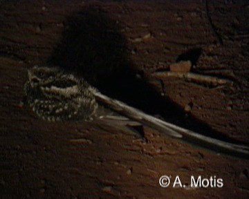 Scissor-tailed Nightjar - ML200832221