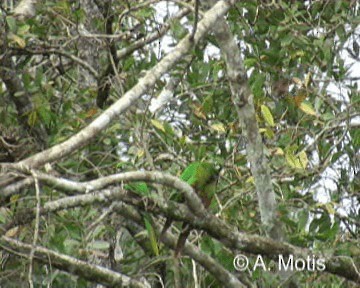 Maroon-bellied Parakeet (Green-tailed) - ML200832231