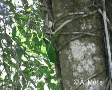 pyrura hnědouchý (ssp. chiripepe) - ML200832241