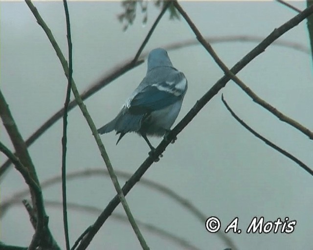 Blue-gray Tanager (White-edged) - ML200832401