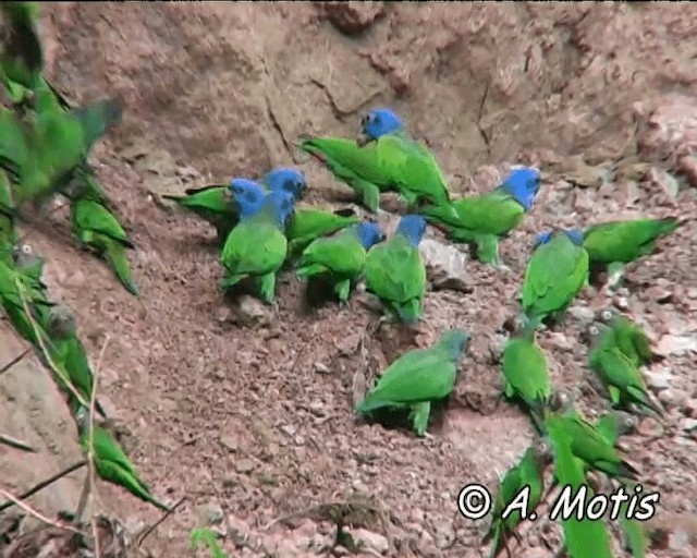 Blue-headed Parrot (Blue-headed) - ML200832431