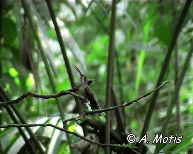 Great-billed Hermit (Amazonian) - ML200832451