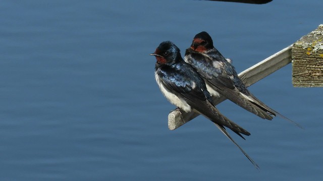 Barn Swallow (White-bellied) - ML200832901