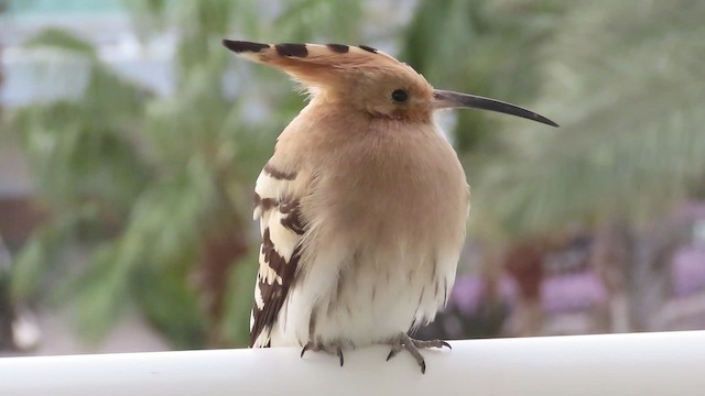 Eurasian Hoopoe - ML200832931