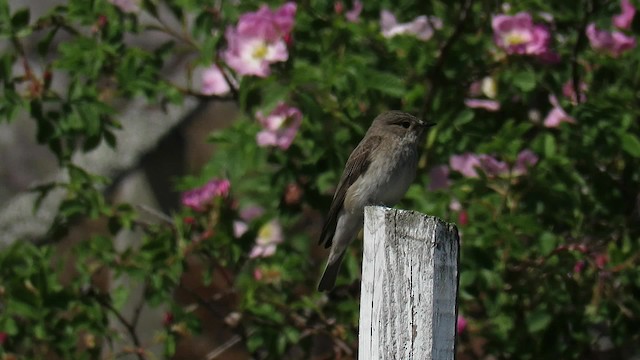 Spotted Flycatcher (Spotted) - ML200832991