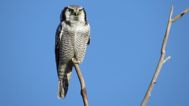 Northern Hawk Owl (Eurasian) - ML200833041