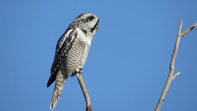 Northern Hawk Owl (Eurasian) - ML200833051
