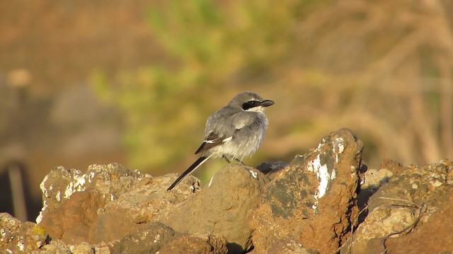 Great Gray Shrike (Sahara) - ML200833121