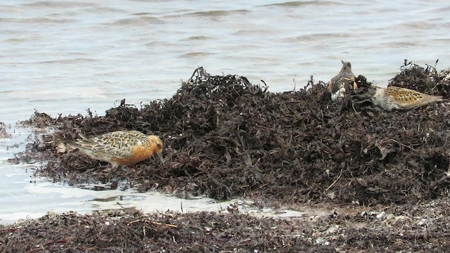 Red Knot - ML200833221