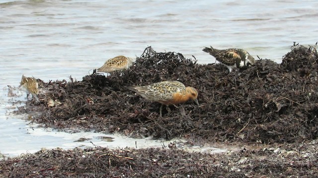 Red Knot - ML200833231