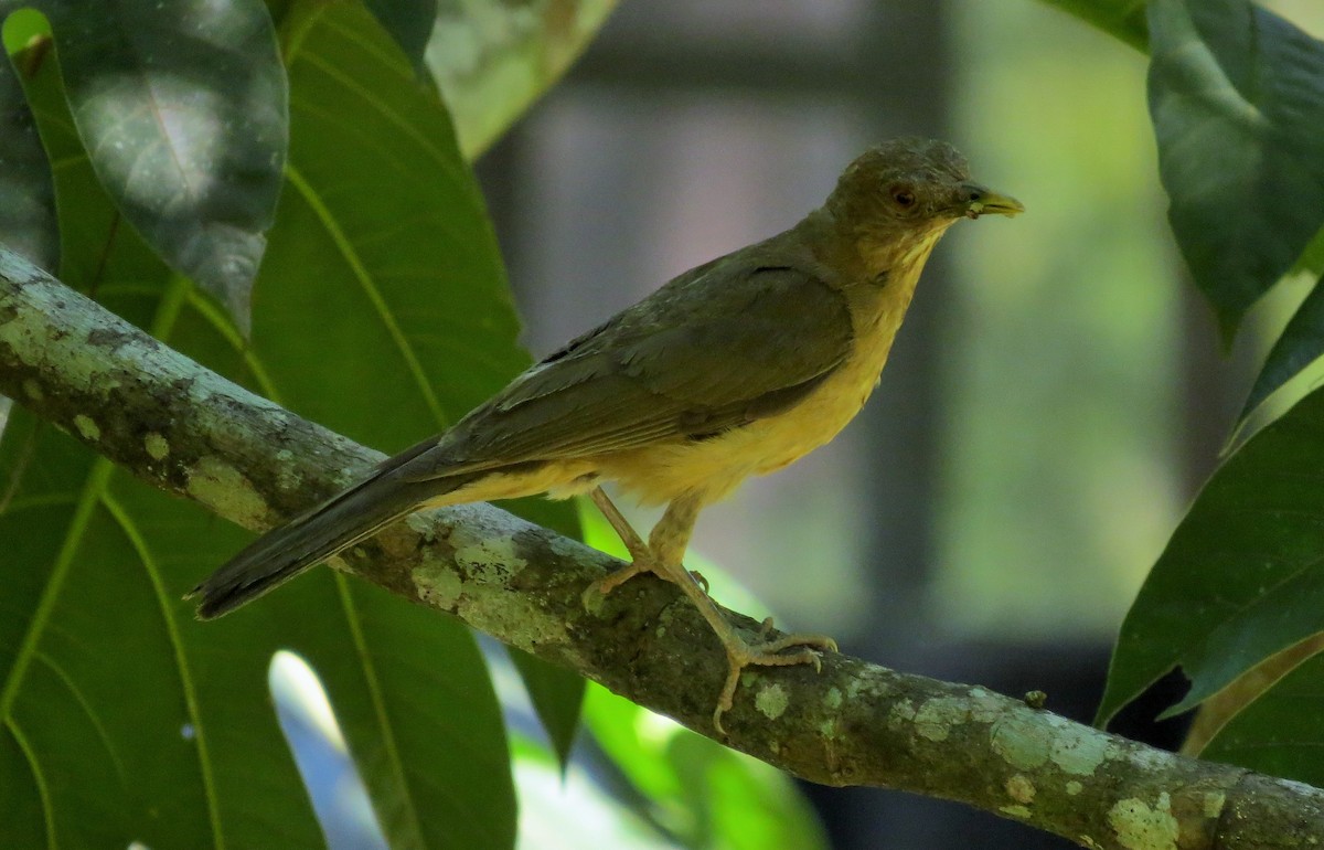 Clay-colored Thrush - Oliver  Komar