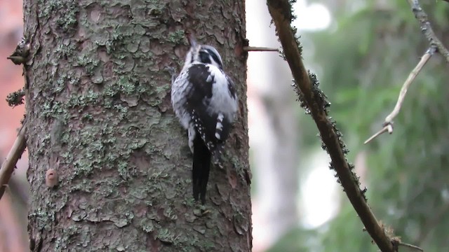 Eurasian Three-toed Woodpecker (Eurasian) - ML200833731