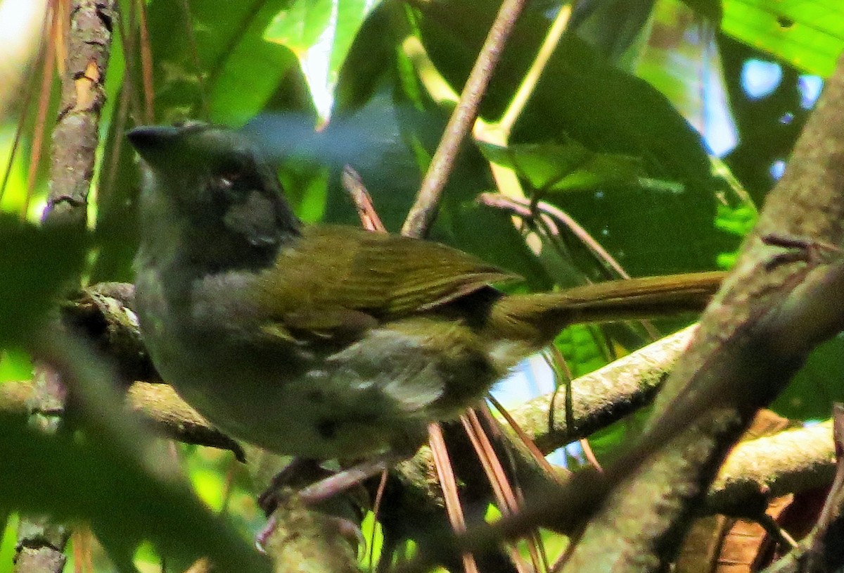 Green-backed Sparrow - Oliver  Komar