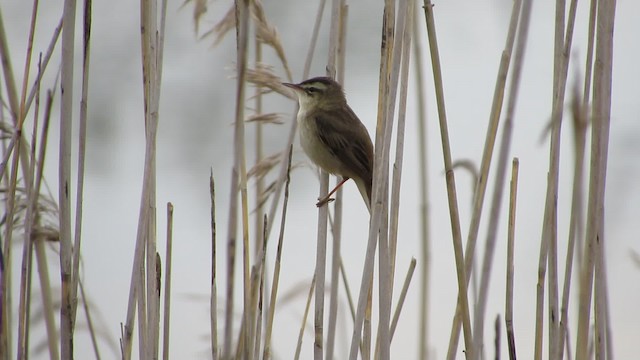  - Sedge Warbler