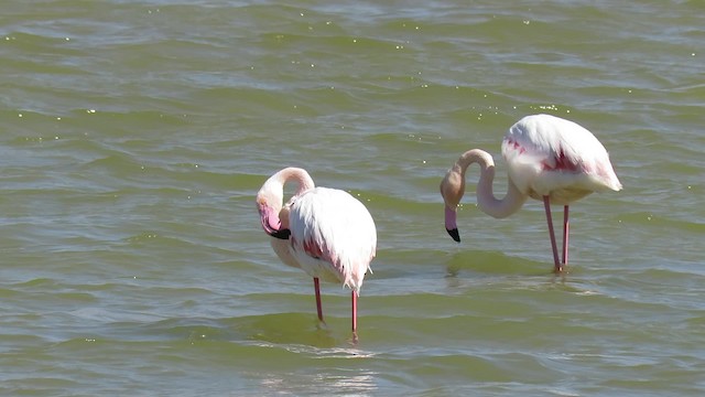 Greater Flamingo - ML200834571