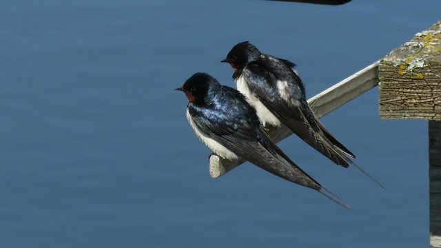 Barn Swallow (White-bellied) - ML200834731