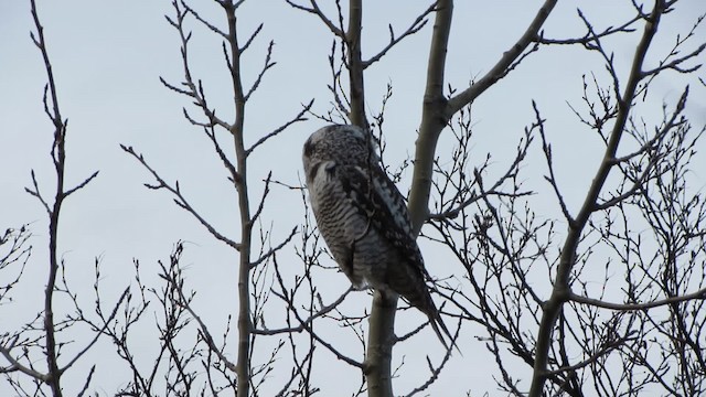 Northern Hawk Owl (Eurasian) - ML200834911