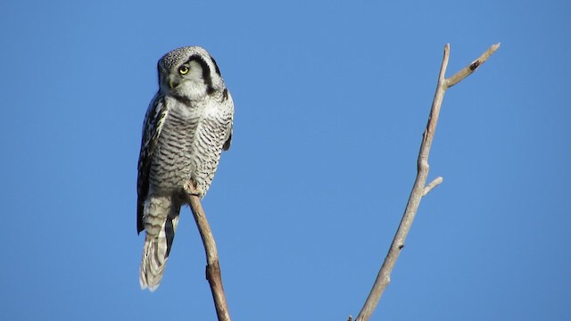 Northern Hawk Owl (Eurasian) - ML200834921