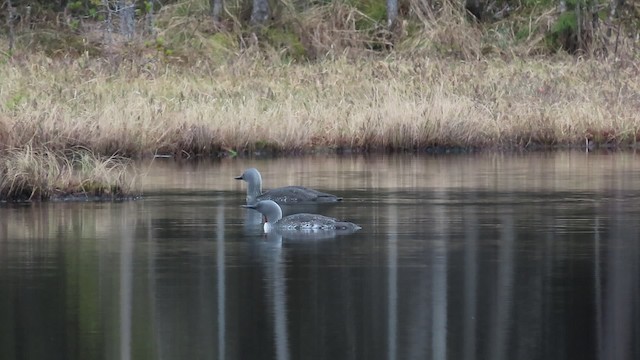 Red-throated Loon - ML200834991