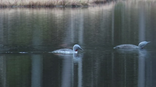 Red-throated Loon - ML200835011