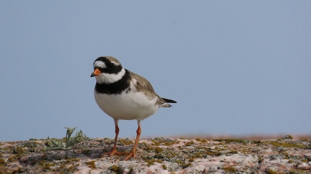 Common Ringed Plover - ML200835261