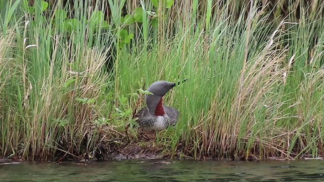 Red-throated Loon - ML200835391