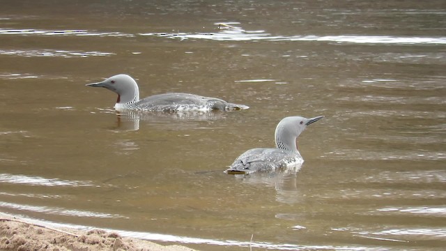 Red-throated Loon - ML200835691
